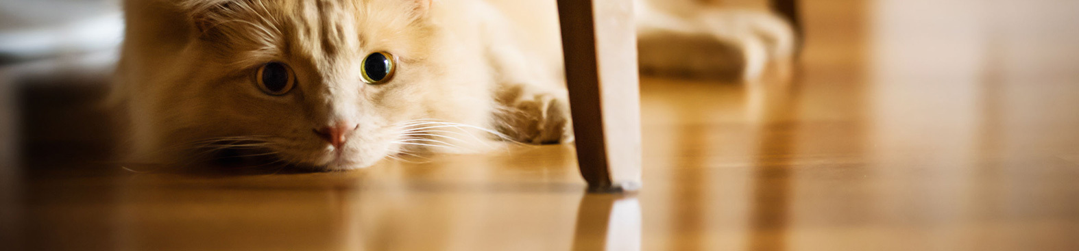 Cat on hardwood floor new