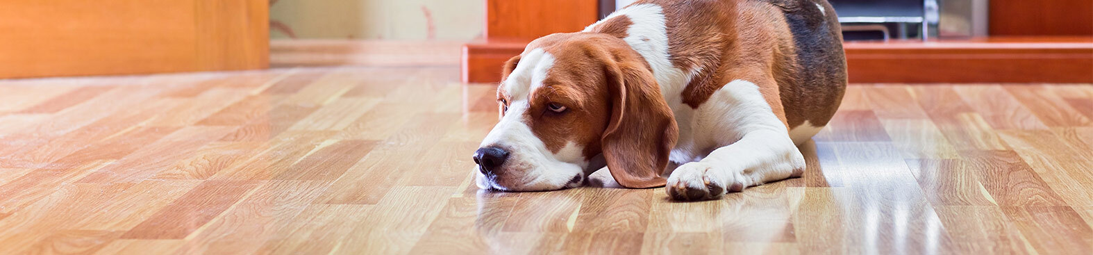 Dog on hardwood floor