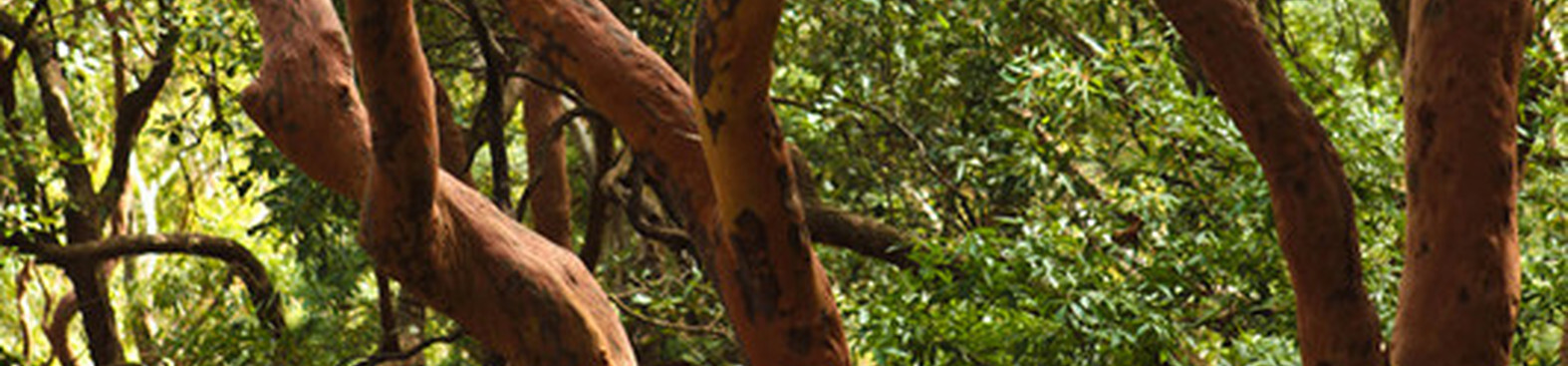 Sydney blue gum trees